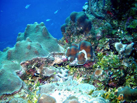 Belize scuba06