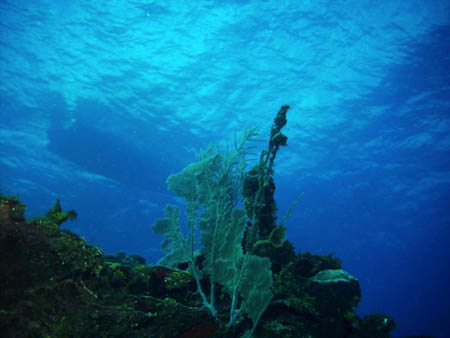 Belize scuba07