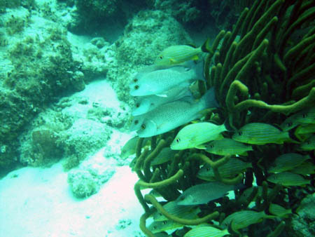 Belize scuba10