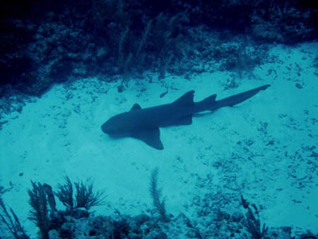 Belize scuba24