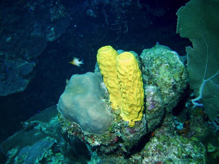 Belize scuba29